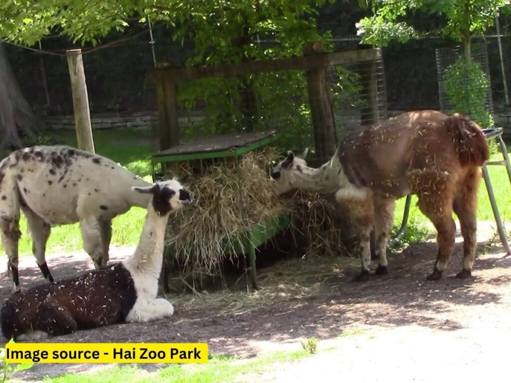 Hai Zoo Park - Top 5 Best Places to Visit in North York