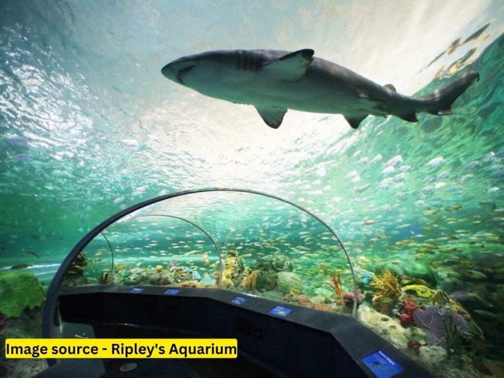 Ripleys Aquarium - Top 5 Best Places to Visit in Toronto