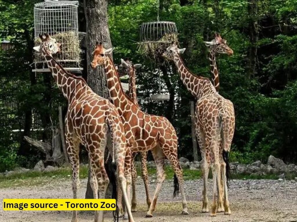 Toronto Zoo - Top 5 Best Places to Visit in Toronto